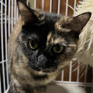 可愛い声の美人ジャスミン　保護主　髙木　