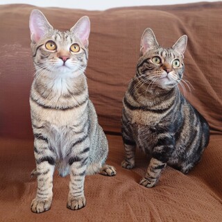 【4/5三田】アメショ風初心者おすすめの親子