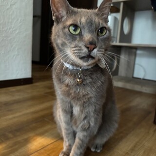 どこにでもついてきてスリスリ甘えん坊コロネくん