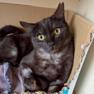 ダブルコートの黒猫ちゃん　ふくしまさん　最後6ヶ月