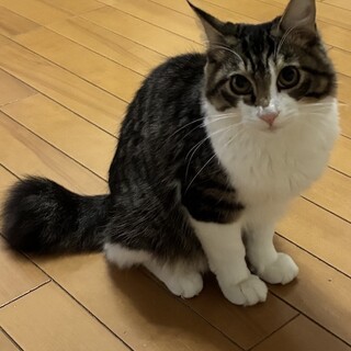 ツンデレ王子のサスケくん