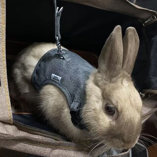 うさぎの里親様を募集しています????