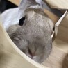 うさぎの里親様を募集しています????