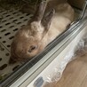 うさぎの里親様を募集しています????