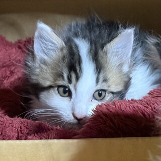 2ヶ月　よく遊ぶ　長毛白キジ猫　はる君