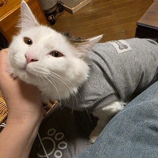 ちょうどいい長毛♡パインくん♡8ヶ月