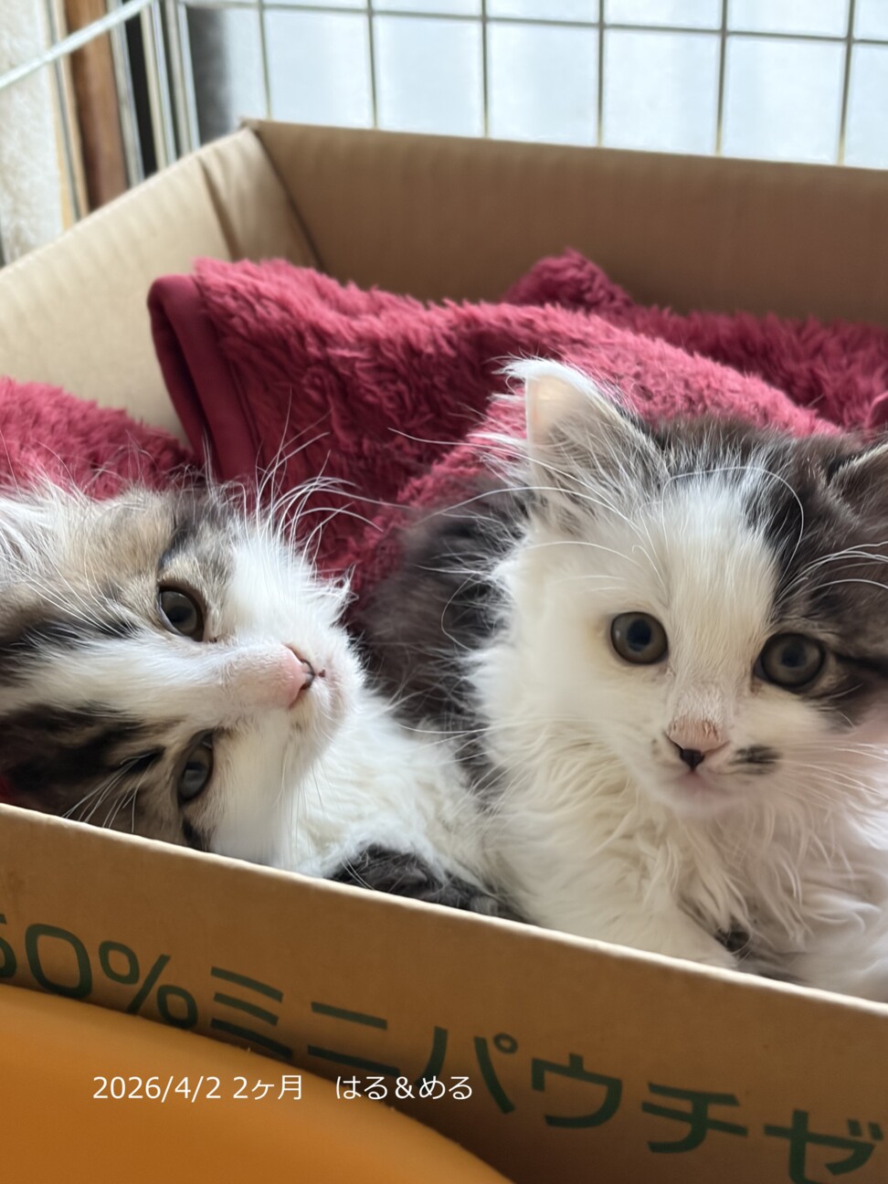 3ヶ月 よく遊ぶ 長毛白」大阪府 - 猫の里親募集(538362) 2枚目の