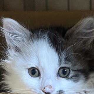 2ヶ月　よく遊ぶ　長毛白キジ猫　めるちゃん