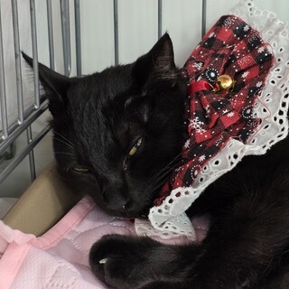 約30匹連続遺棄♡パイナップルくん♡