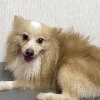 スピッツみたいポメラニアン　ルンバ