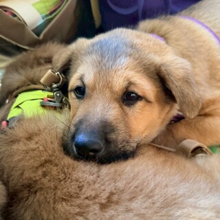 大きなパピー2026年1月生まれ