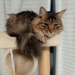 黒猫ルーシーがローカル放送局で再放送中