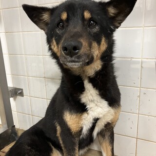 殺処分対象❗️収容期限4/9迄❗️延長なし