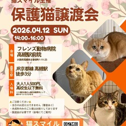 ねこの譲渡会＠高槻市