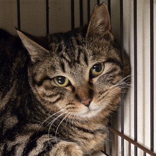 アメショ風♡くるみちゃん♡9ヶ月くらい