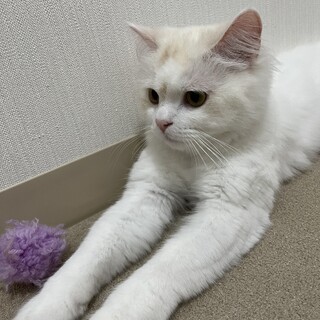 膝乗り甘えん坊マンチカン