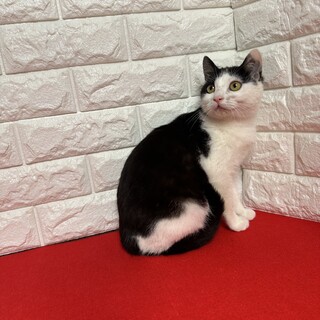 臆病で寂しがり屋！単身者の心を癒します❤小梅