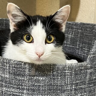 ハート模様のあるハチワレちゃん♪