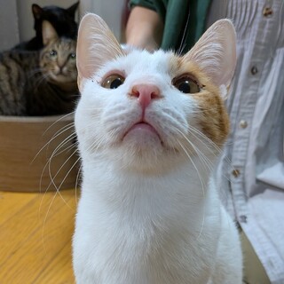 【人馴れ抜群】初めましてからデレデレな男の子