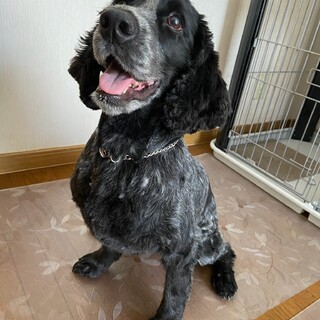 人間大好き！イングリッシュコッカー