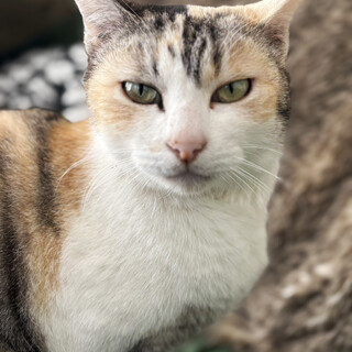 人馴れOK　三毛猫♀おーば2歳　※初参加