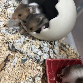 ゴールデンハムスターの里親募集してます