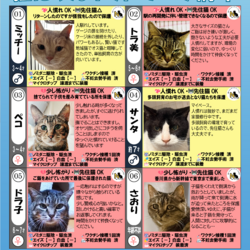 4月4日（土）「保護猫の譲渡会」参加猫一覧