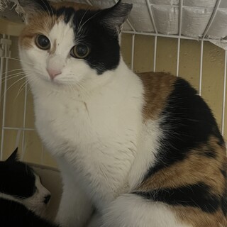 漁港付近にいたヘーゼルちゃんとナッツくん