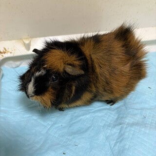 モルモット里親募集②