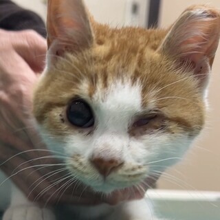 頑張り屋のカボチャくん