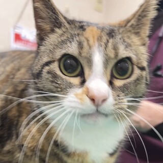 美人ママのりんちゃん