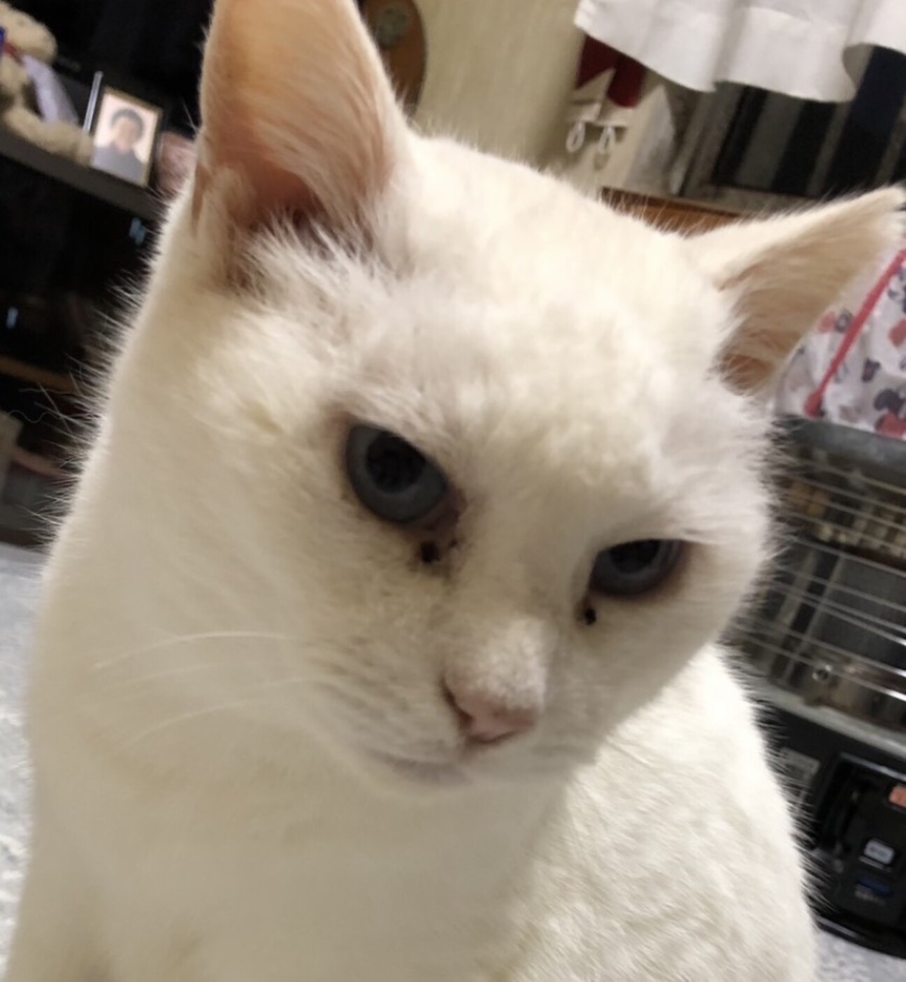 とても大人しい白ちゃんの写真