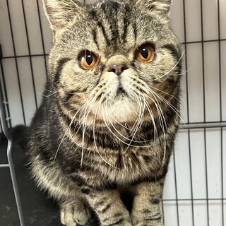 人懐こく甘えん坊くん