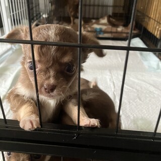 くるくるな毛がかわいいなるとくん