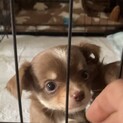 一旦募集停止します兄妹の中で一番大きいとわくん