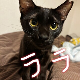 一室閉じ込め現場から保護◇ららちゃん