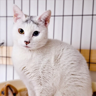 オッドアイ白猫❤️マーマレード