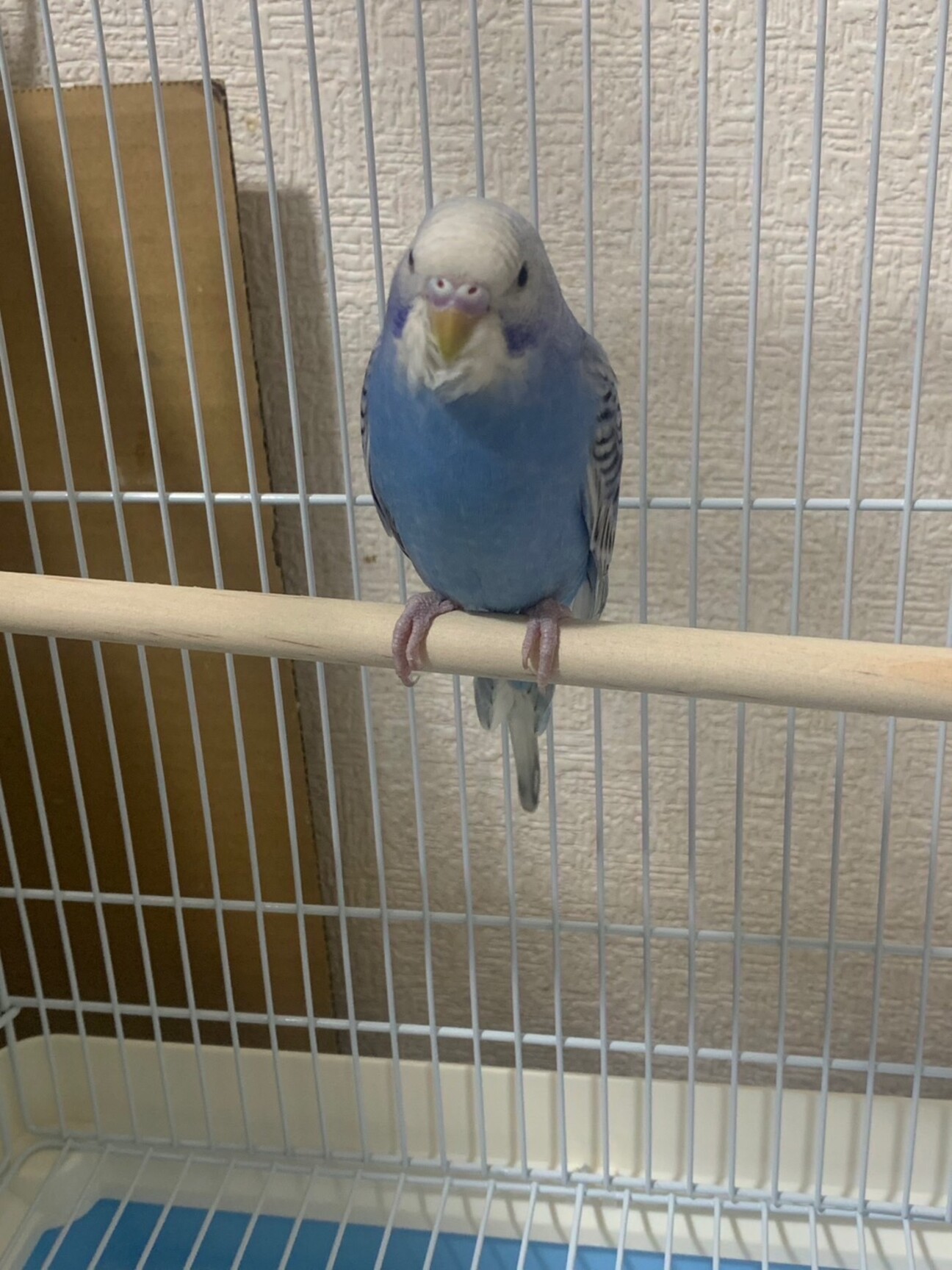 セキセイインコ性別不明」神奈川県 - 鳥の里親募集(538404) :: ペット