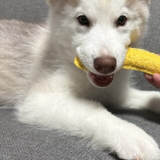 生後4ヶ月 子犬のシベリアンハスキーです