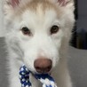 生後4ヶ月 子犬のシベリアンハスキーです サムネイル2