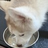 生後4ヶ月 子犬のシベリアンハスキーです サムネイル6