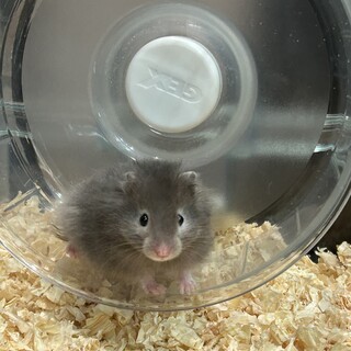 カラーハムスター セーブル