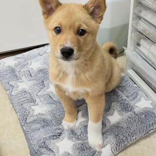 柴犬のような毛並みの女の子生後約3ヶ月