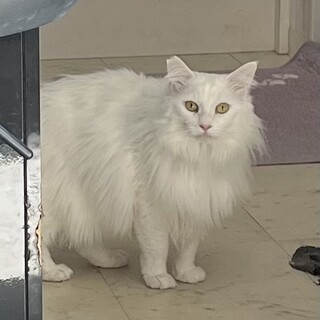 長毛のイケメンくんです