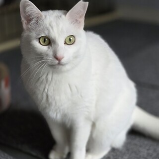 人懐っこい女の子です