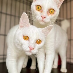 保護猫譲渡会@ユアペティア雪谷大塚店