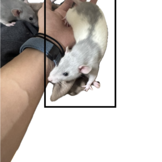 ペットラット（オス）