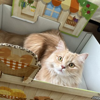 3歳オス サイベリアン