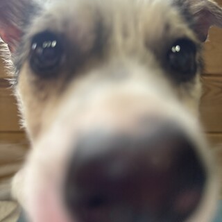 ウタのずっとのおうちを探しています