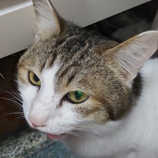 2歳半オス  まるちゃんウキウキな青春ボーイ